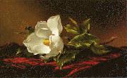 Martin Johnson Heade Magnolia f Spain oil painting artist